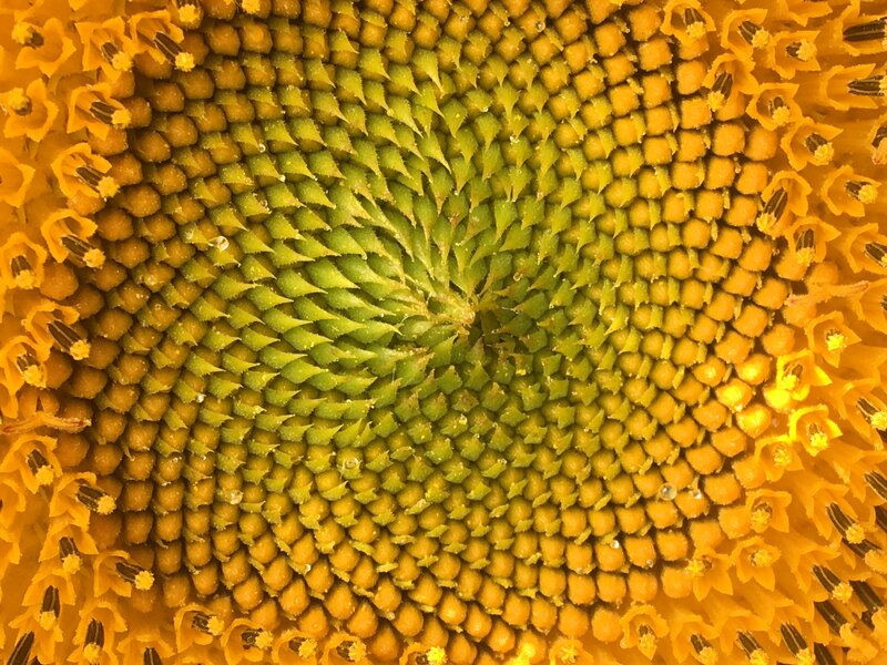 Bloemen