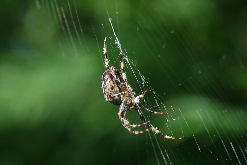 insecten